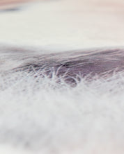 Close-up of white and gray animal fur with fine, wispy strands in focus and a soft, blurred background—evoking the Intima Hogar Cobertor Digital Ultra Suave Gatitos with its feminine design.